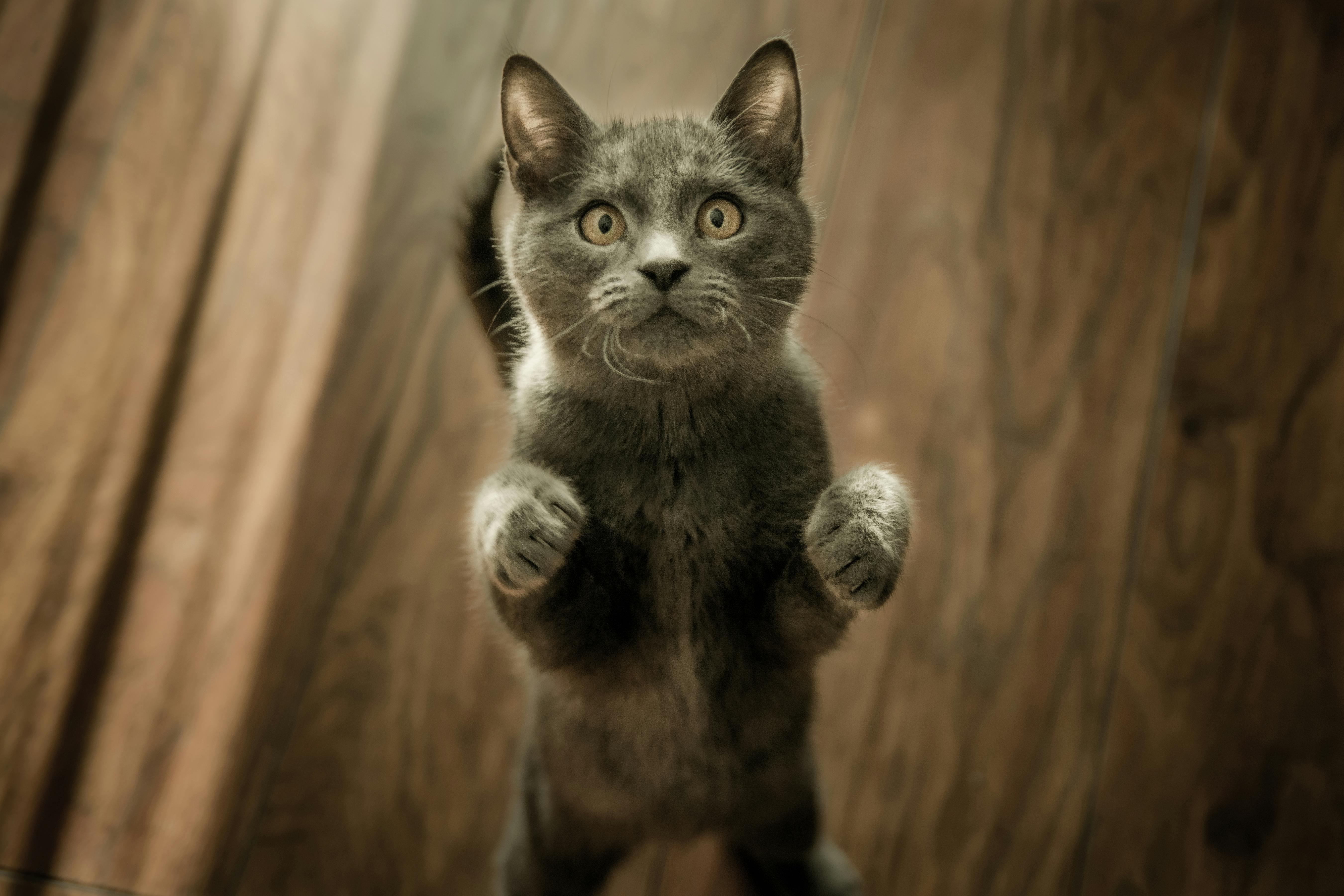 Read more about the article Cat Training: The Ultimate Guide to Easily Train Your Feline Friend